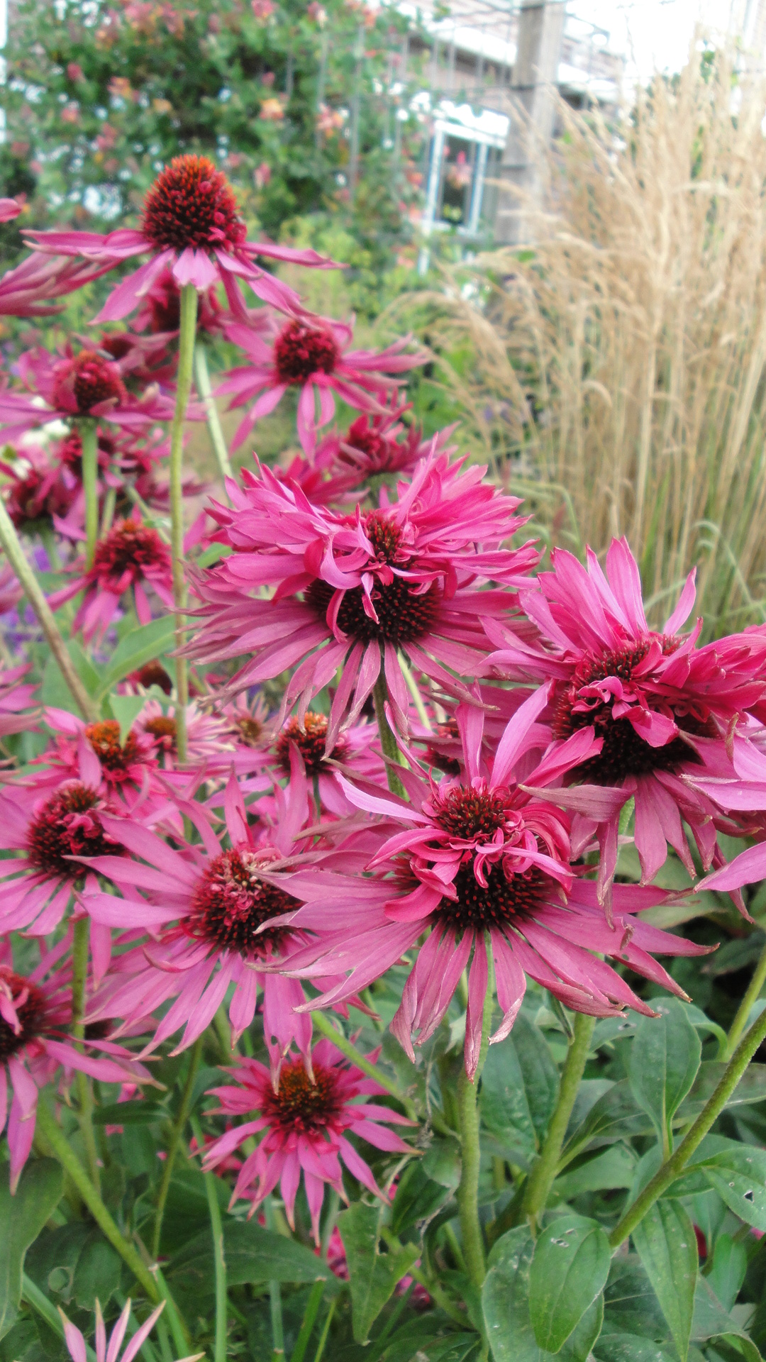 Echinacea purpurea 'Red Baron'